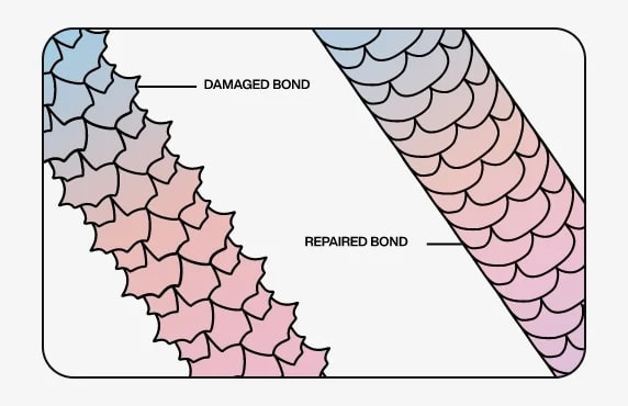 Damaged Hair Bond